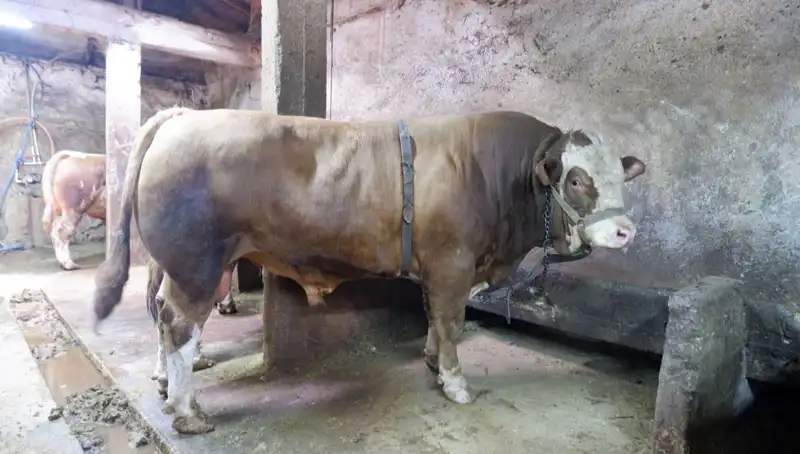 1 Ton 200 Kilo Ürün Satışta! Fiyatı İle Dikkatleri Üzerine Topladı