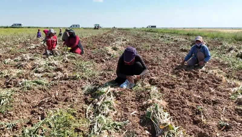 Rusya, Almanya ve İspanya'nın Antibiyotiği: Hasat Dönemi Start Aldı!