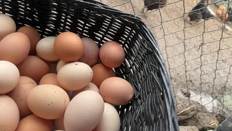 Dünyanın En Ucuz Proteini: Okul Dönemiyle Birlikte "Mayıs Çukuru"nu Aşacak Mı?