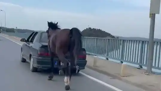 Adana'da At Eziyetine Son! 2 Kişi Tutuklandı