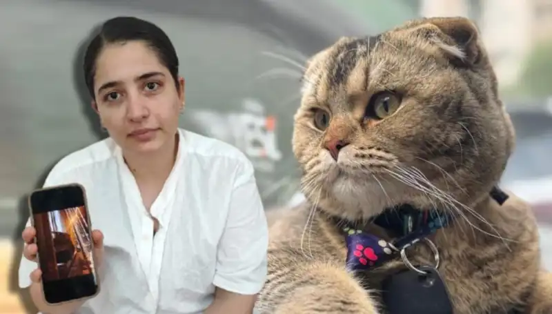 Evliliğin Kaderi Kediye Bağlı: Anlamakta Zorlandığınız Bir Hikaye
