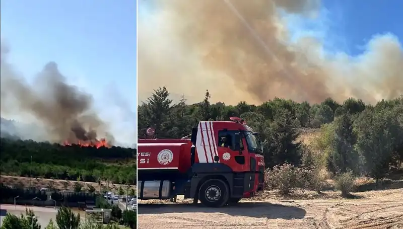 Gebze'de Kadim Orman Yok Olma Tehlikesiyle Yüz Yüze